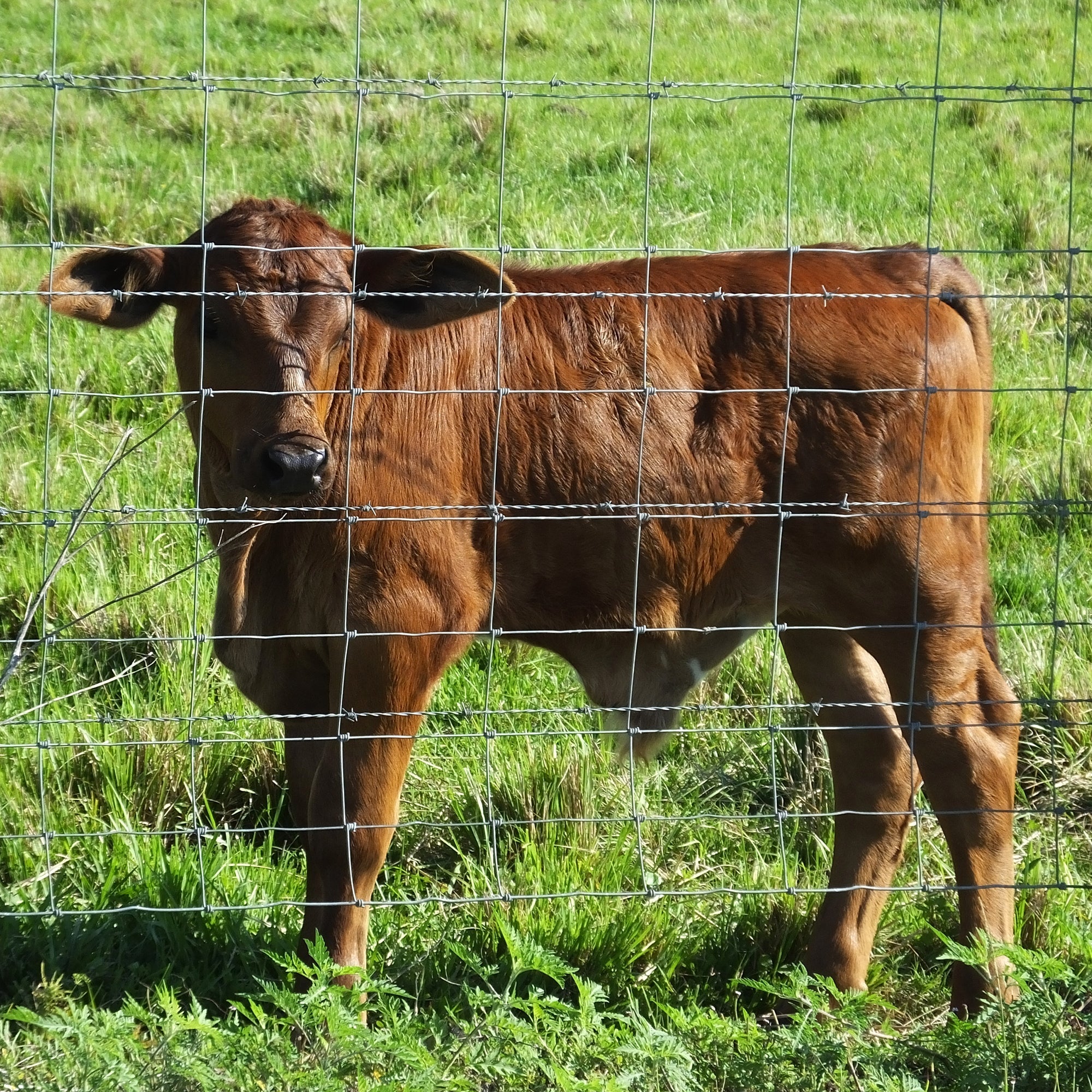 5x164 ft Advanced Weave Farm Enclosures
