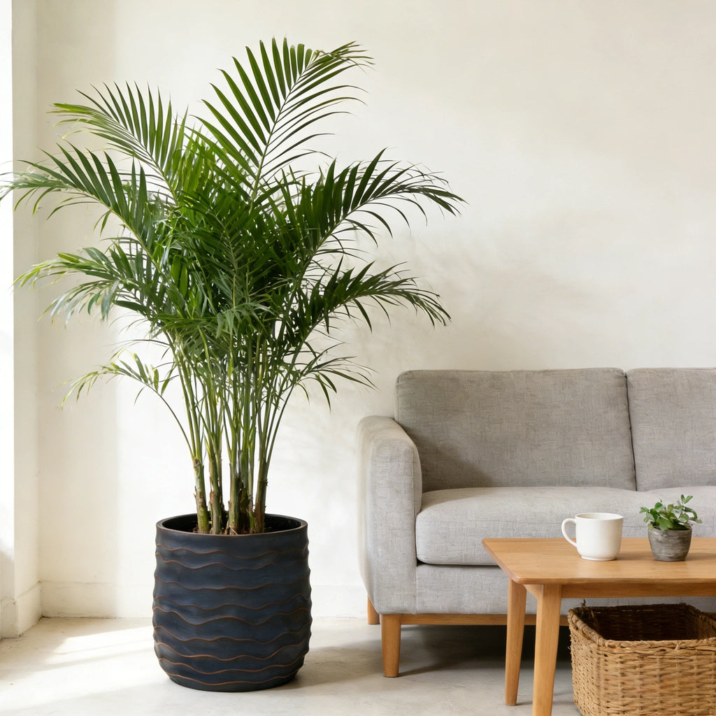 Large Round Planters Set of 2