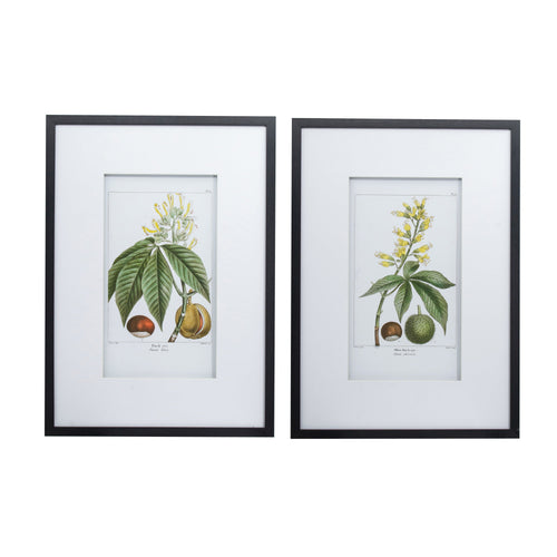 19.7x27.6 Botanical Wall Arts, Set of 2