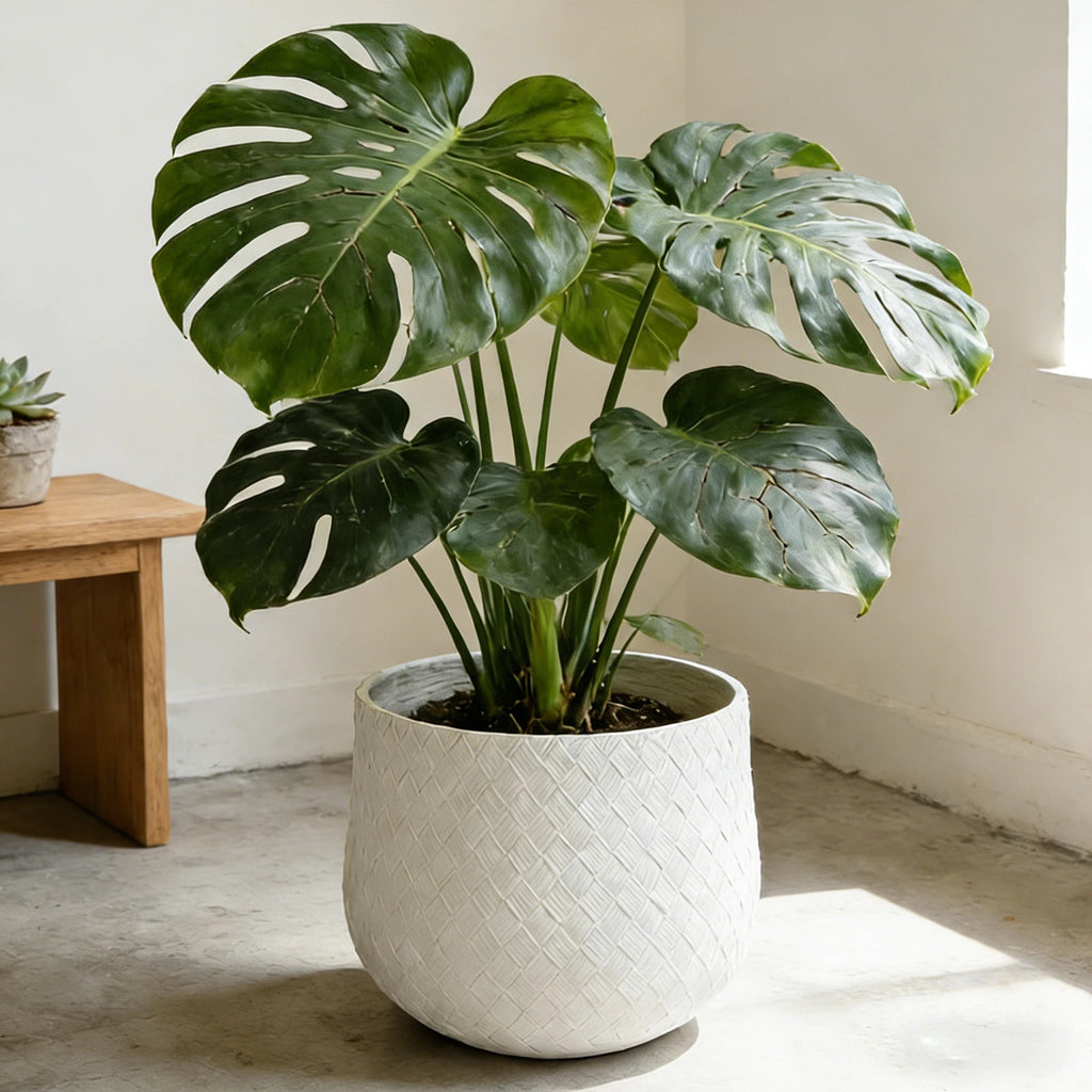 Assorted Sizes Magnesium Oxide Round Planter Set of 3