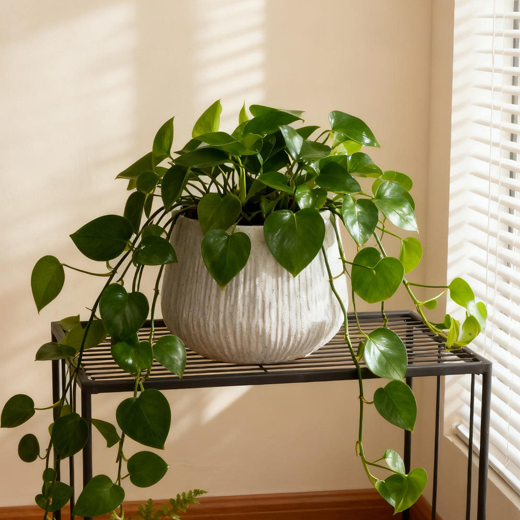 Large Round Planters for Indoor and Outdoor Use