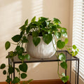 Large Round Planters for Indoor and Outdoor Use