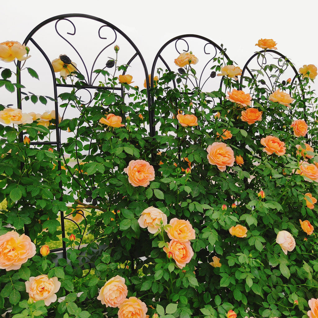 2 Pack Metal Garden Trellis