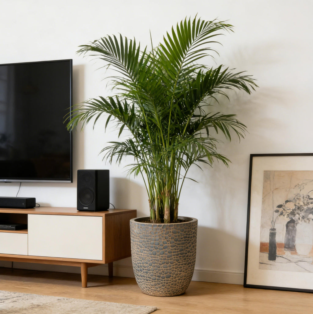 Large Outdoor Indoor Planter Set of 3