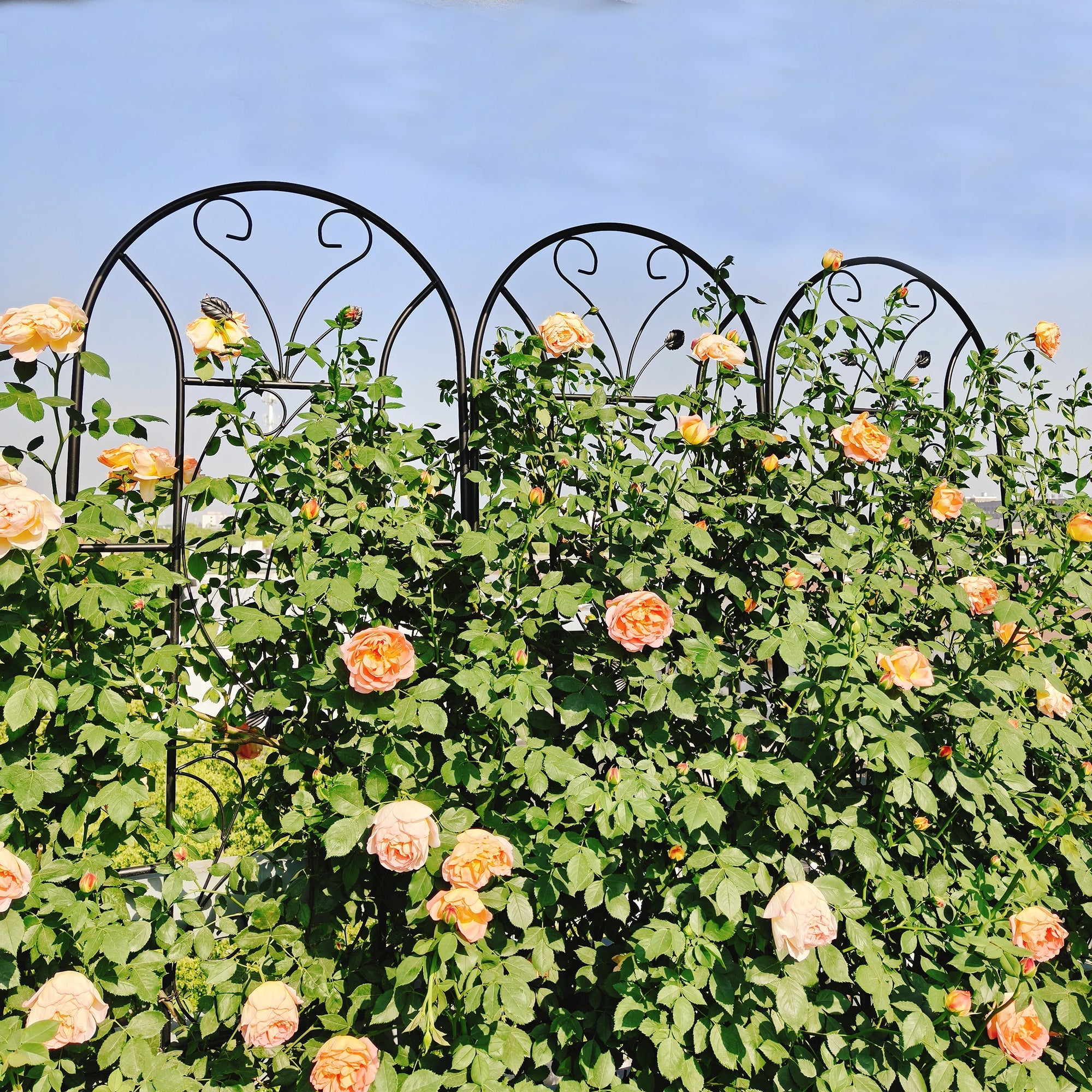 2 Pack Metal Garden Trellis