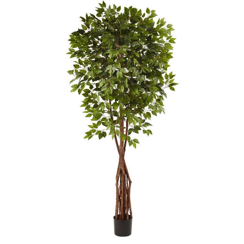 7.5'Super Deluxe Ficus Tree